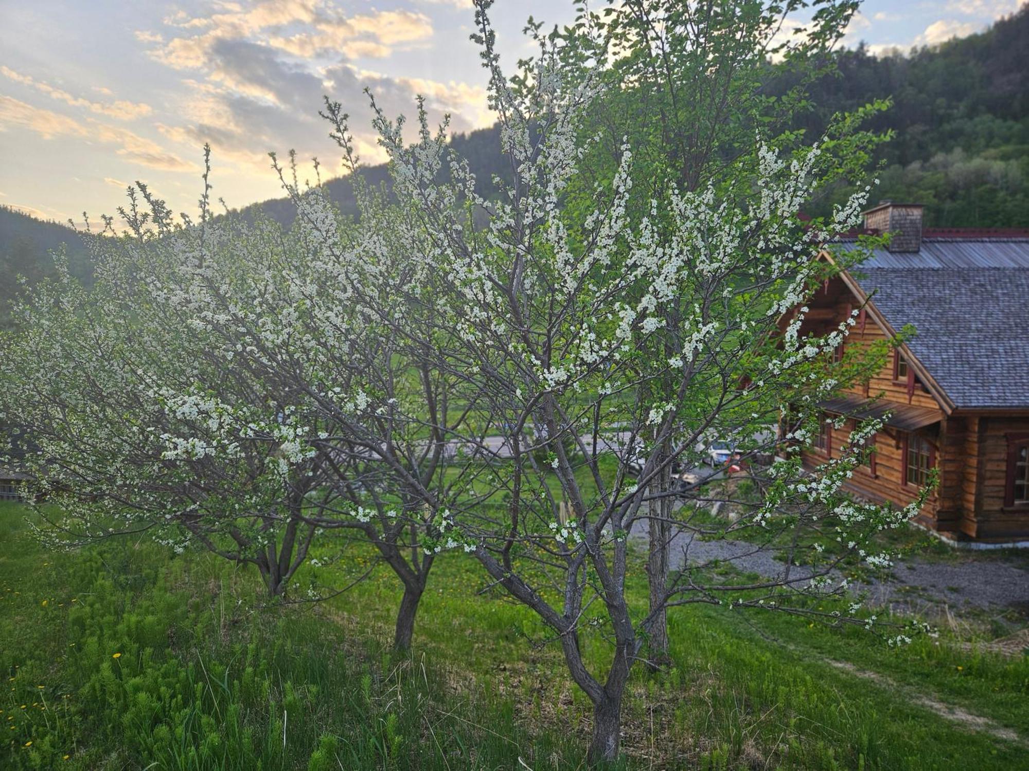 Le Repaire Viking Bed and Breakfast Sainte-Rose-du-Nord Eksteriør billede